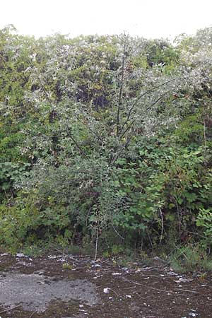 Elaeagnus angustifolia \ Schmalblttrige lweide / Narrow-Leaved Oleaster, Russian Olive, D Mannheim 30.8.2012