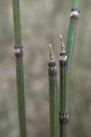 Equisetum x ascendens \ Aufsteigender Schachtelhalm, D Pfalz, Wörth 16.3.2013