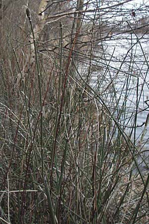 Equisetum x ascendens \ Aufsteigender Schachtelhalm, D Pfalz, Wörth 16.3.2013