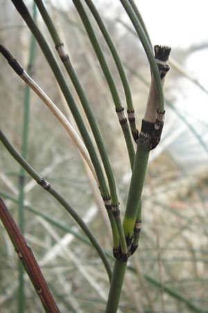 Equisetum x ascendens \ Aufsteigender Schachtelhalm, D Pfalz, Wörth 16.3.2013