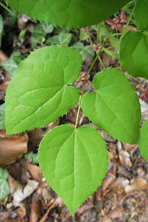 Epimedium alpinum \ Alpen-Sockenblume / Barren-Wort, D Offenbach am Main 8.5.2013