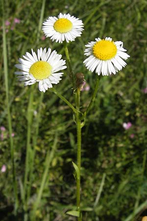 Erigeron strigosus \ Ausdauerndes Berufkraut / Common Eastern Fleabane, Prairie Fleabane, D Ketsch 21.7.2013