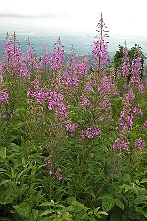 Epilobium angustifolium \ Schmalblttriges Weidenrschen / Rosebay Willowherb, D Schwarzwald/Black-Forest, Hornisgrinde 30.7.2013