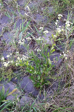 Erigeron strigosus \ Ausdauerndes Berufkraut, D Mannheim 3.7.2014