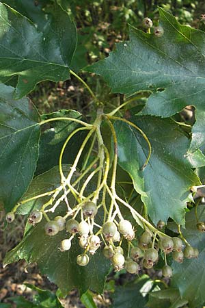 Sorbus torminalis \ Elsbeere / Wild Service Tree, D Hemsbach 4.6.2011