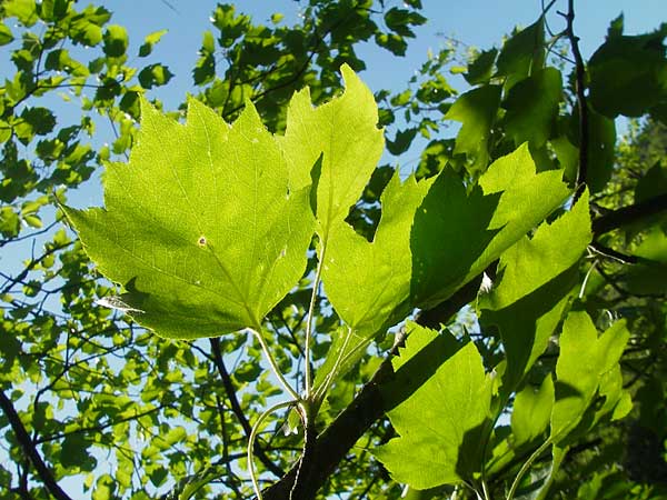 Sorbus torminalis / Wild Service Tree, D Idar-Oberstein 26.5.2012