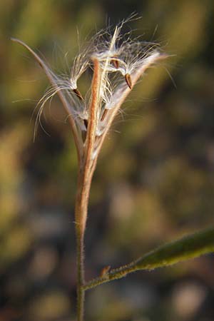 Epilobium brachycarpum \ Kurzfrchtiges Weidenrschen, D Heidelberg 4.9.2012