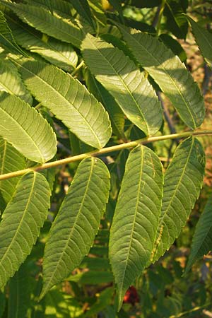 Rhus typhina \ Essigbaum, D Mannheim 24.9.2013