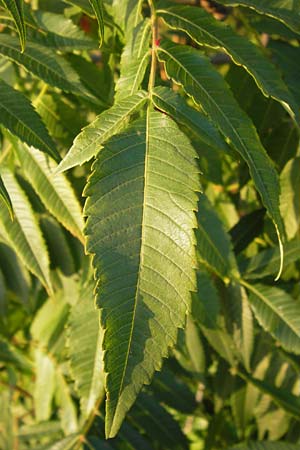 Rhus typhina \ Essigbaum, D Mannheim 24.9.2013