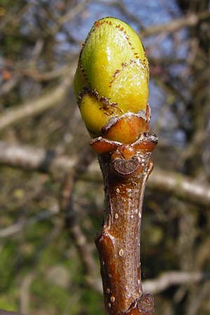 Sorbus torminalis / Wild Service Tree, D Hemsbach 8.3.2014