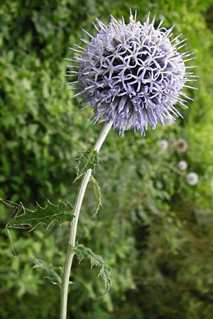 Echinops banaticus / Blue Globe Thistle, D Mainz 3.8.2014