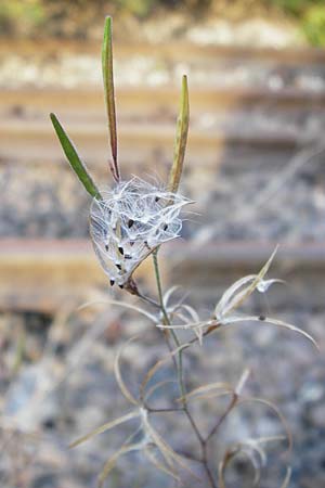 Epilobium brachycarpum \ Kurzfrchtiges Weidenrschen, D Ludwigshafen 16.9.2014