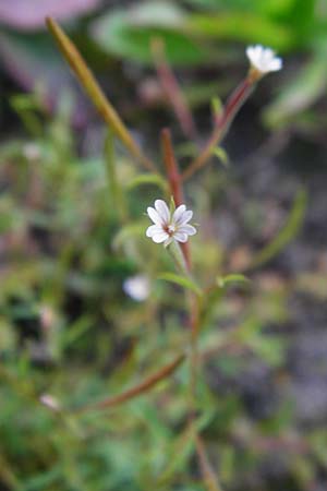 Epilobium brachycarpum \ Kurzfrchtiges Weidenrschen, D Ludwigshafen 16.9.2014