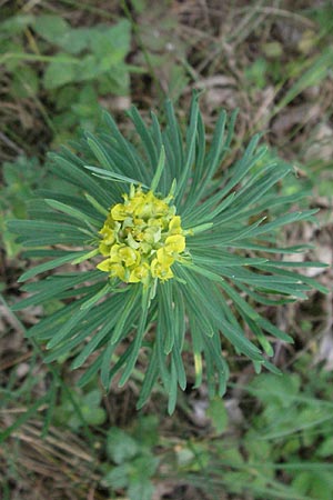 Euphorbia cyparissias \ Zypressen-Wolfsmilch / Cypress Spurge, D Pfalz, Landau 26.6.2006