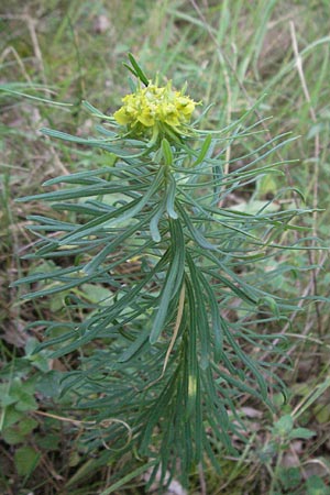 Euphorbia cyparissias \ Zypressen-Wolfsmilch / Cypress Spurge, D Pfalz, Landau 26.6.2006