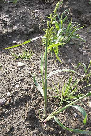 Echinochloa crus-galli \ Hhnerhirse / Cockspur, D Wörth-Büchelberg 9.7.2009