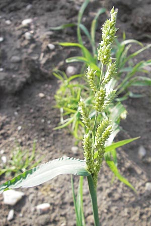 Echinochloa crus-galli \ Hhnerhirse, D Wörth-Büchelberg 9.7.2009