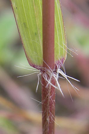 Eragrostis minor \ Kleines Liebesgras / Love Grass, D Reilingen 13.9.2010