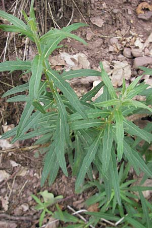 Erysimum crepidifolium \ Bleicher Schterich, Gnsesterbe, D Idar-Oberstein 25.6.2011