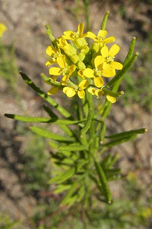 Erysimum cheiranthoides \ Acker-Schterich, Acker-Schotendotter / Treacle Mustard, D Karlsruhe 23.7.2011