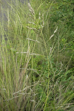 Eragrostis curvula \ Afrikanisches Liebesgras / African Love Grass, Weeping Love Grass, D Waghäusel 24.6.2012