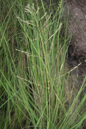 Eragrostis curvula \ Afrikanisches Liebesgras / African Love Grass, Weeping Love Grass, D Waghäusel 24.6.2012