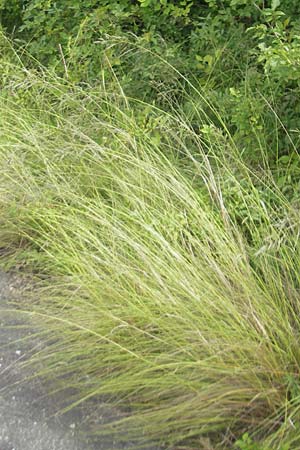 Eragrostis curvula \ Afrikanisches Liebesgras / African Love Grass, Weeping Love Grass, D Waghäusel 24.6.2012