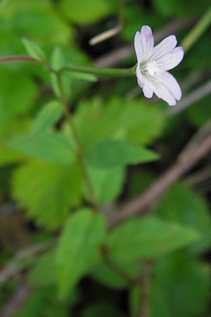 Epilobium collinum \ Hgel-Weidenrschen / Hill Willowherb, D Schwarzwald/Black-Forest, Reichental 7.7.2012