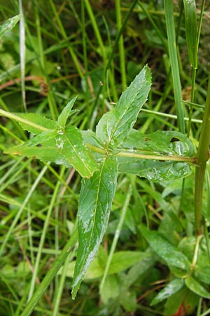 Epilobium ciliatum subsp. adenocaulon \ Drsiges Weidenrschen / American Willowherb, D Eberbach 17.7.2012