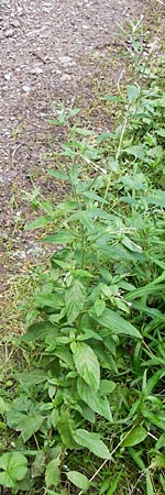 Epilobium ciliatum subsp. adenocaulon \ Drsiges Weidenrschen, D Eberbach 21.7.2012