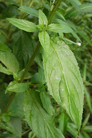 Epilobium ciliatum subsp. adenocaulon \ Drsiges Weidenrschen / American Willowherb, D Eberbach 21.7.2012