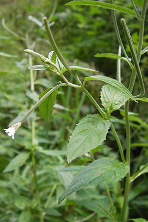 Epilobium ciliatum subsp. adenocaulon \ Drsiges Weidenrschen, D Eberbach 21.7.2012