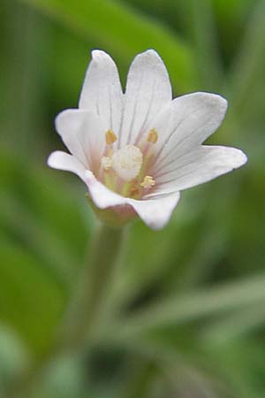 Epilobium ciliatum subsp. adenocaulon \ Drsiges Weidenrschen, D Eberbach 21.7.2012