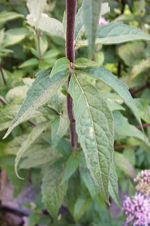 Eupatorium cannabinum / Hemp Agrimony, D Pforzheim 28.7.2012