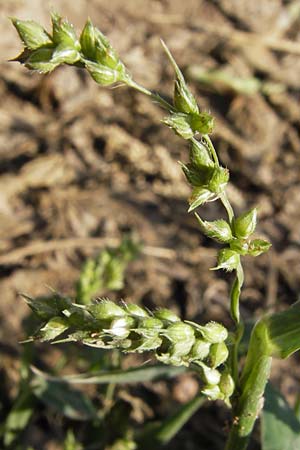 Echinochloa crus-galli \ Hhnerhirse / Cockspur, D Lampertheim 2.9.2012