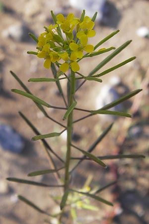 Erysimum cheiranthoides \ Acker-Schterich, Acker-Schotendotter / Treacle Mustard, D Langen 22.9.2012