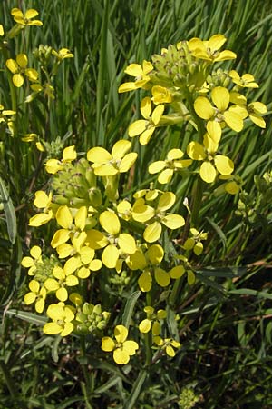 Erysimum crepidifolium \ Bleicher Schterich, Gnsesterbe, D Schlossböckelheim 29.4.2013