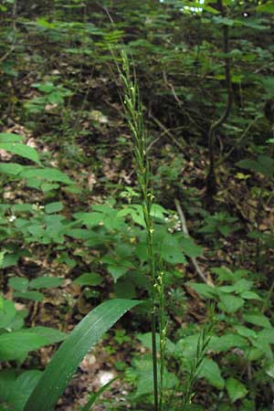 Elymus caninus / Bearded Couch, D Lobbach-Waldwimmersbach 21.6.2013