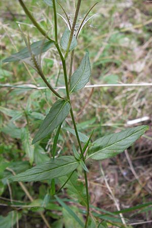 Epilobium ciliatum subsp. ciliatum \ Bewimpertes Weidenrschen / Fringed Willowherb, D Odenwald, Erbach 24.8.2013