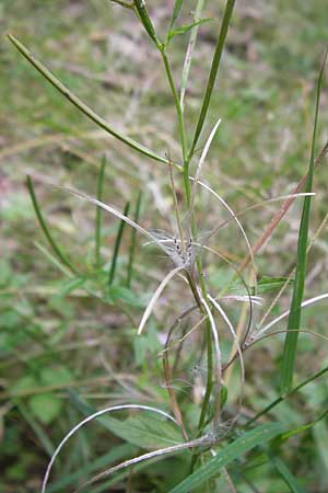 Epilobium ciliatum subsp. ciliatum \ Bewimpertes Weidenrschen, D Odenwald, Erbach 24.8.2013