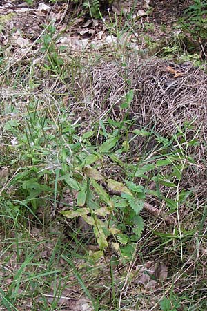 Epilobium ciliatum subsp. ciliatum \ Bewimpertes Weidenrschen / Fringed Willowherb, D Odenwald, Erbach 24.8.2013