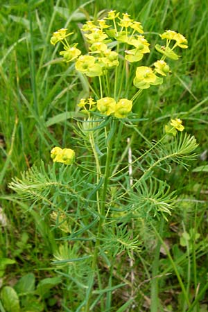 Euphorbia cyparissias \ Zypressen-Wolfsmilch / Cypress Spurge, D Ketsch 16.5.2014