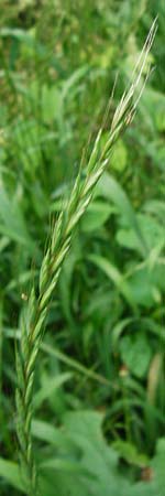 Elymus caninus \ Hunds-Quecke, D Groß-Gerau 29.5.2014