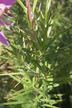 Epilobium dodonaei \ Rosmarin-Weidenrschen / Alpine Willowherb, D Kehl 9.7.2011