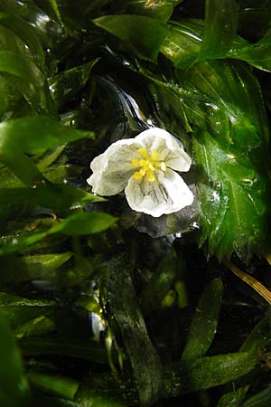 Egeria densa \ Dichtblttrige Wasserpest / Brazilian Waterweed, D Botan. Gar.  Universit.  Heidelberg 9.9.2012