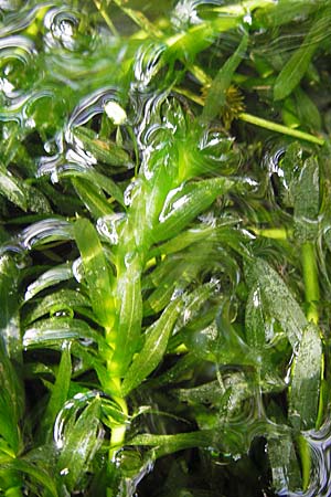 Egeria densa \ Dichtblttrige Wasserpest / Brazilian Waterweed, D Botan. Gar.  Universit.  Heidelberg 9.9.2012