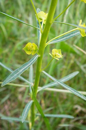 Euphorbia esula / Leafy Spurge, D Mannheim 29.4.2014