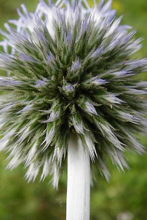 Echinops sphaerocephalus \ Drsenblttrige Kugeldistel, Rundkpfige Kugeldistel / Glandular Globe Thistle, D Rheinhessen, Wöllstein 9.8.2014