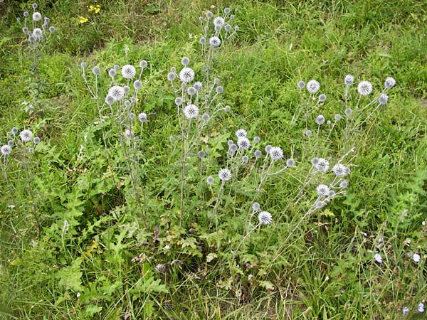 Echinops sphaerocephalus \ Drsenblttrige Kugeldistel, Rundkpfige Kugeldistel / Glandular Globe Thistle, D Rheinhessen, Wöllstein 9.8.2014