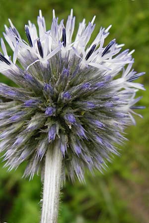 Echinops sphaerocephalus \ Drsenblttrige Kugeldistel, Rundkpfige Kugeldistel / Glandular Globe Thistle, D Rheinhessen, Wöllstein 9.8.2014